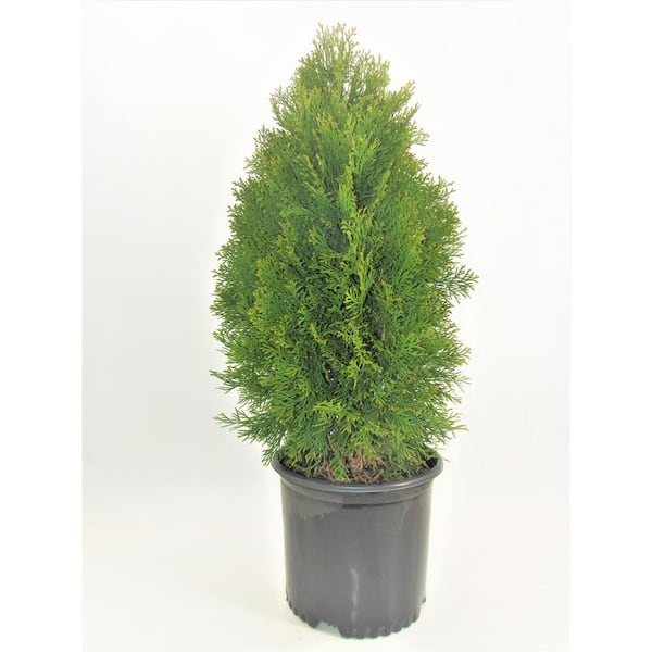 6 in. Jantar Thuja Holiday Shrub Plant 1010413321 - The Home Depot