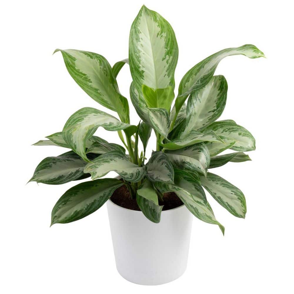 その他観葉植物 2 Aglaonema Medusa garageSHIBUYA とても希少なアグラオネマ入荷しました。 Aglaonema