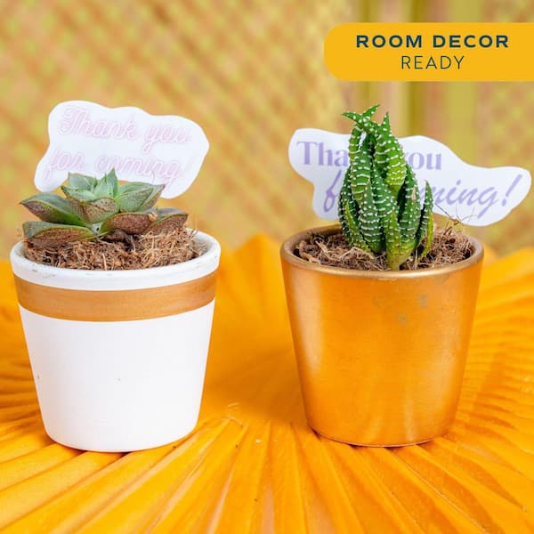 Mini Indoor Succulent Plants in 2 in. Ceramic Pots and Tray, Avg. Shipping Height 2 in. Tall (48-Pack)