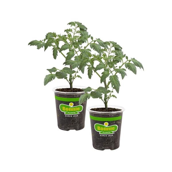 Bonnie Plants 19 oz. Celebrity Tomato Plant (2-Pack)