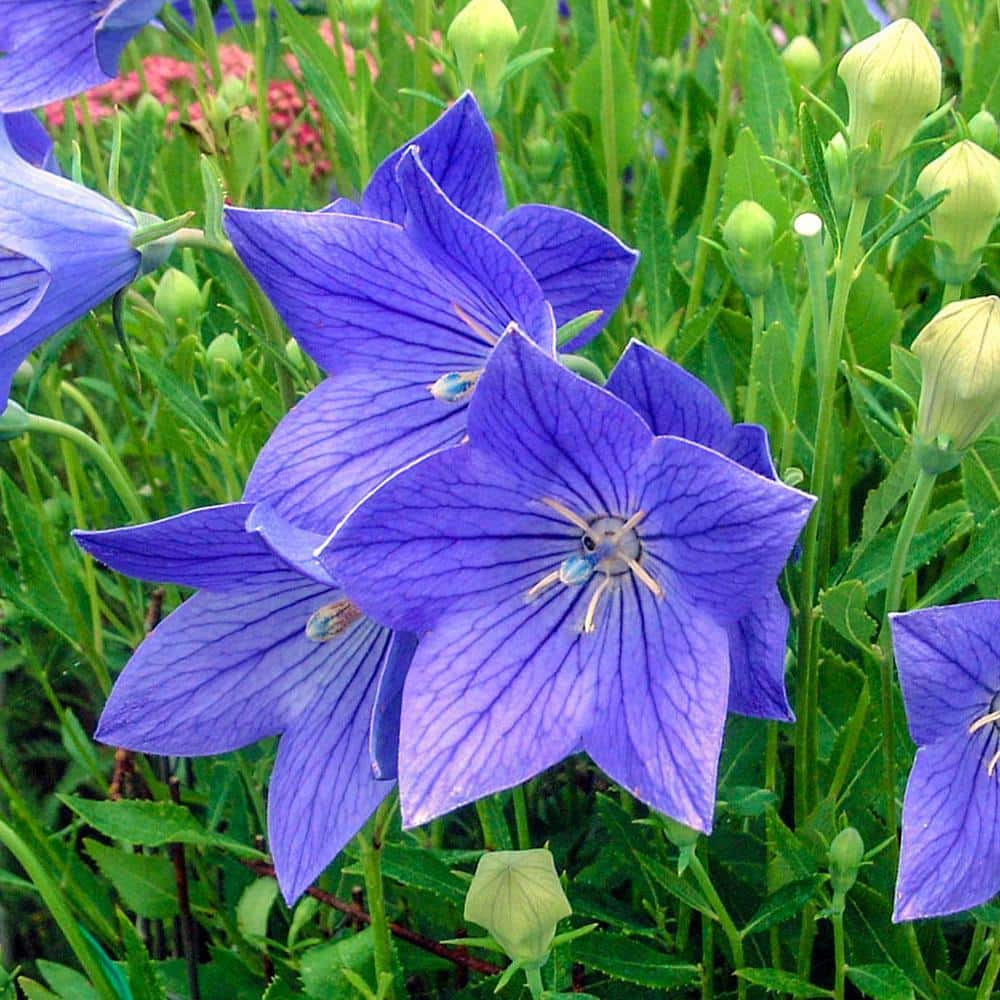 direct-gardening-perennials-