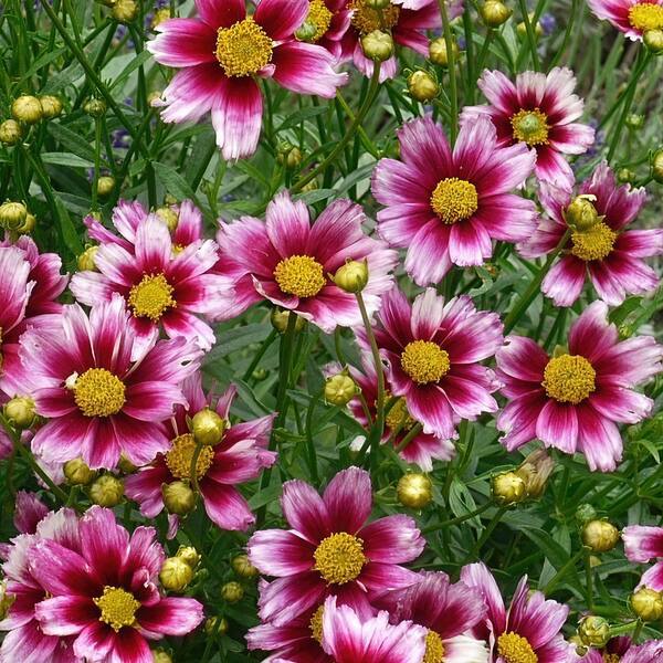 U*a様 plants by the core CR-03 Element 13