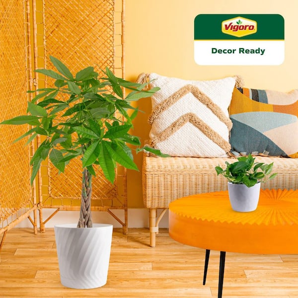 10 in. Pachira Money Tree and 6 in. Golden Pothos Plant in White Decor Planter, (2 Pack)