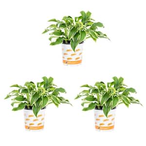 2 Qt. Green Variegated Wide Brim Hosta Perennial Plant (3-Pack)