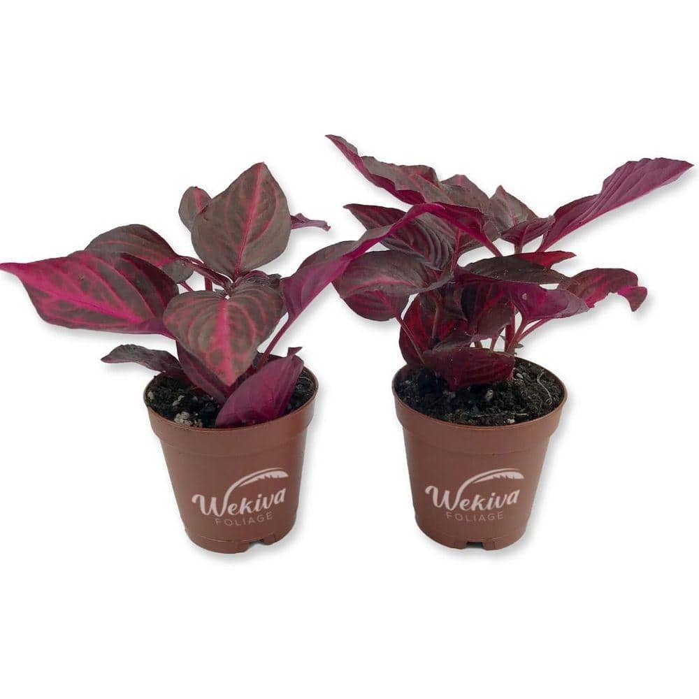 Wekiva Foliage Bloodleaf Plant-2 Live Starter Plants in 2 in. Pots-Iresine  Herbstii-Vibrant Colorful Chicken Gizzard Beefsteak BloodLeaf2x2 - The Home  ...