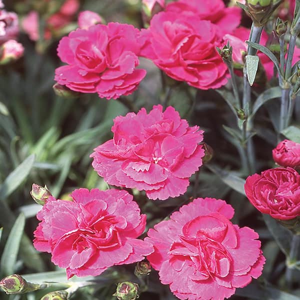 METROLINA GREENHOUSES 2.5 Qt. Scent First Eternity Rose and Pink Dianthus Plant