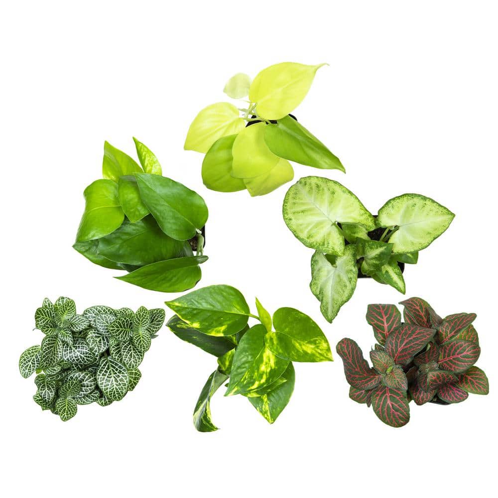 Assorted Foliage in Black Plastic Pots, 6-Pack