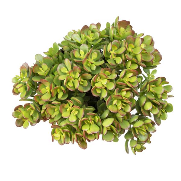 ALTMAN PLANTS 4 in. Crassula Jade 440124 - The Home Depot