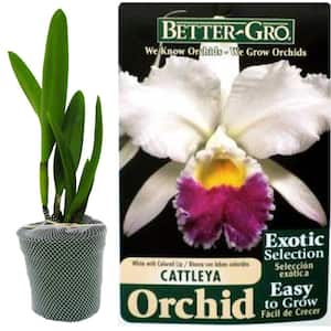 4 in. Blooming Size White with Red Lip Cattleya Packaged Orchid