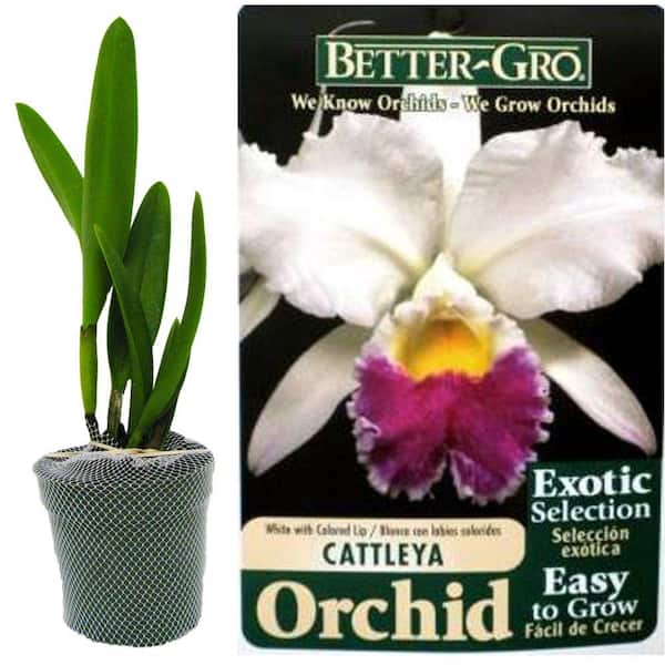 Better-Gro 4 in. Blooming Size White with Red Lip Cattleya Packaged Orchid