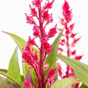 2 QT. Celosia Dragon's Breath Annual Plant with Red Flowers