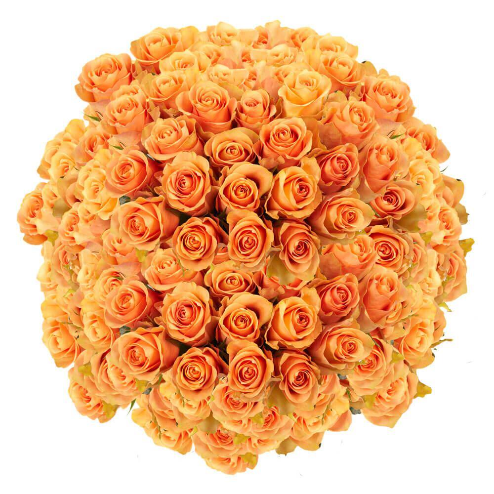 Globalrose 200 Stems of Peach Cuenca Roses Fresh Flower Delivery