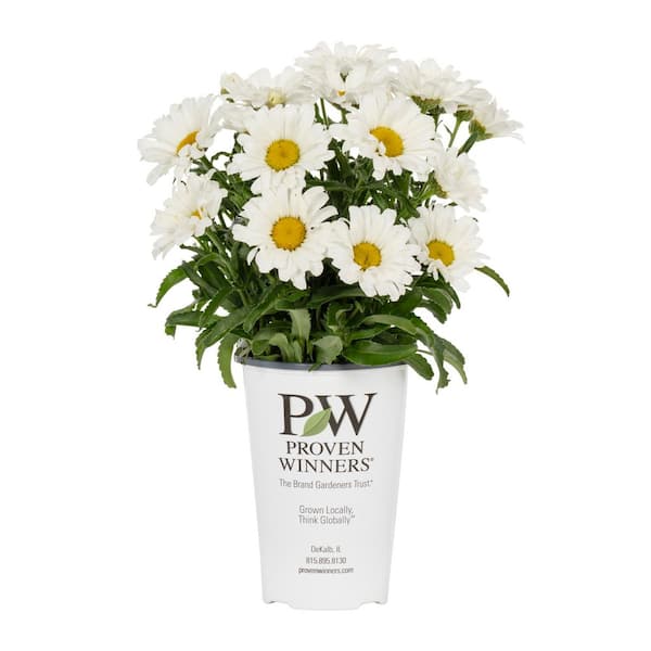 PROVEN WINNERS 2.5 QT. Shasta Daisy Leucanthemum Daisy May Live