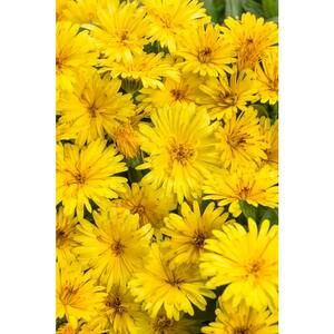 4-Pack, 4.25 in. Grande Lady Godiva Yellow English Marigold (Calendula) Live Plant, Yellow Flowers