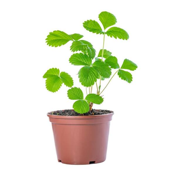Burpee 4 in. Sweet Kiss Strawberry Plant (6-Pack)