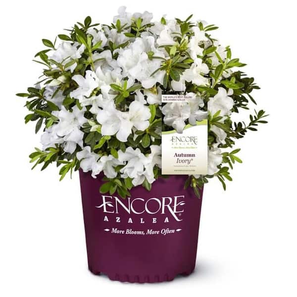 ENCORE AZALEA Azalea Encore Autumn Ivory 3 Gal. Shrub with Bright White Reblooming Flowers