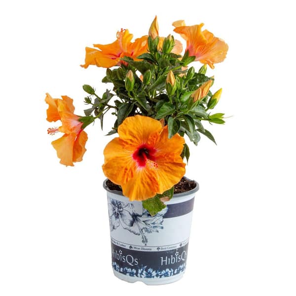 Costa Farms 1.70 Gal. Hibiscus Bush Orange/Peach Shrub 1.70