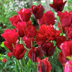 Red Tulips Non-Stop Red Blend Bulbs (25-Pack)