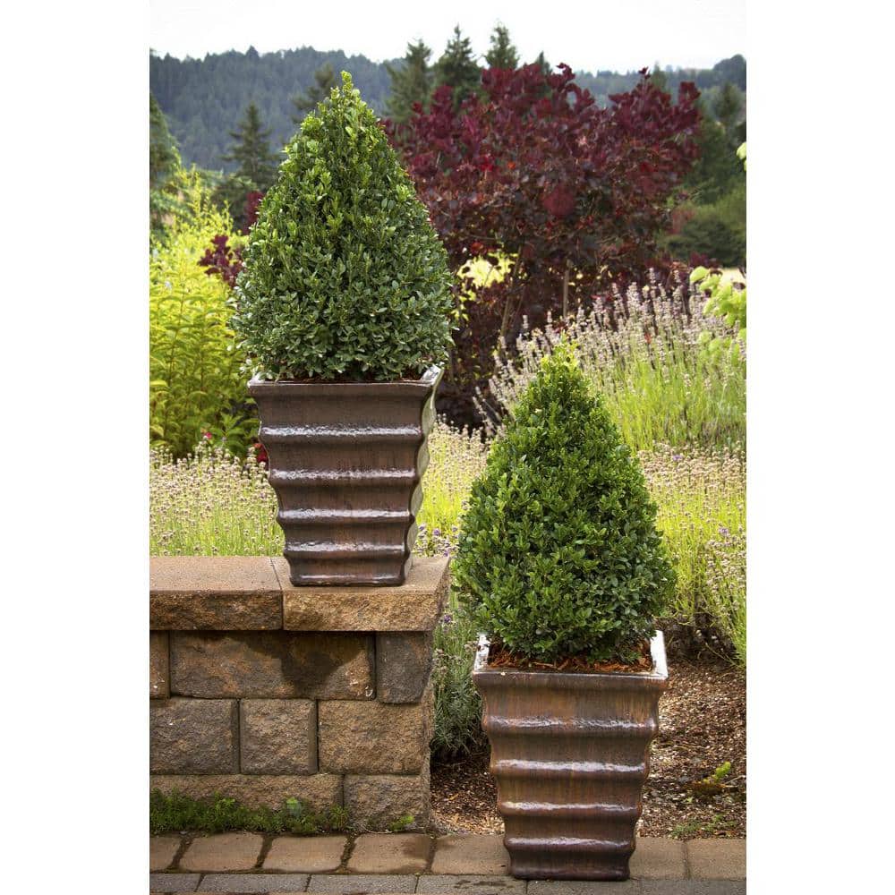 BELL NURSERY 1 Gal. Green Mountain Boxwood (Buxus) Live Evergreen