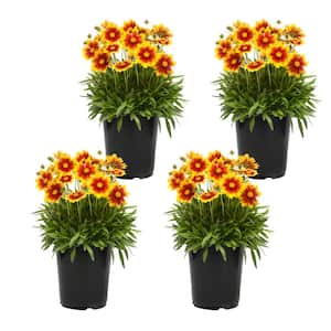 Assorted Yellow, Gold and Bronze Coreopsis Tickseed Flowers Garden Annual Outdoor Plants in 1 qt. Grower Pots