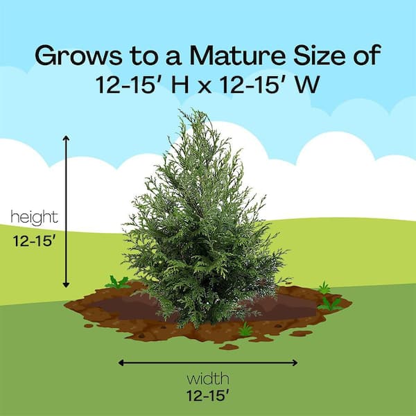 PROVEN WINNERS 2 Gal. Cedar Rapids Cypress Shrub in Decorative