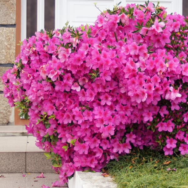 2.5 Quart Azalea 'Judge Solomon' Flowering Shrub with Pink Flowers