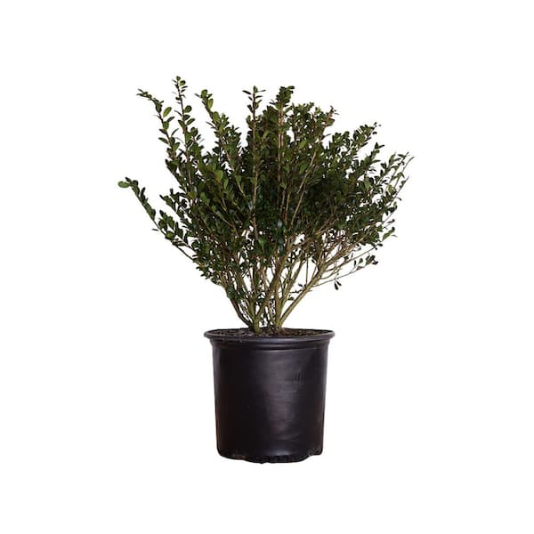 FLOWERWOOD 7 Gal. Japanese Holly Compacta Live Evergreen Shrub