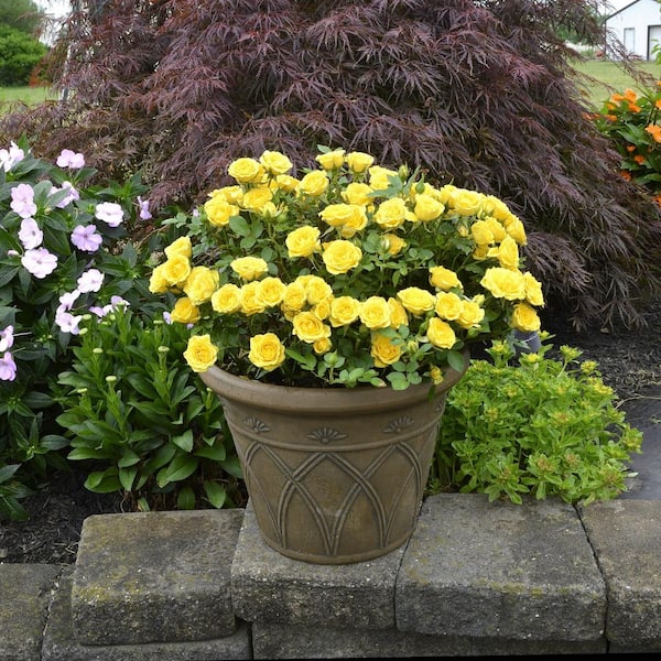 national PLANT NETWORK 2 gal. Rose Yellow Mini Flora with Yellow