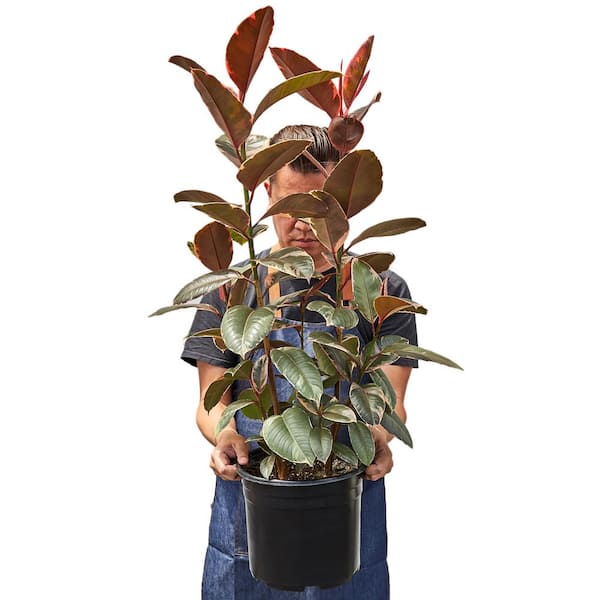 succulent stores near me Aeonium Suncup for Sale main image 1