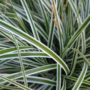 2.5 Qt. Evercolor Everest Carex (Sedge Grass) Live Perennial with White Striped Green Foliage