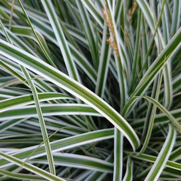 SOUTHERN LIVING 2.5 Qt. Evercolor Everest Carex (Sedge Grass) Live Perennial with White Striped Green Foliage