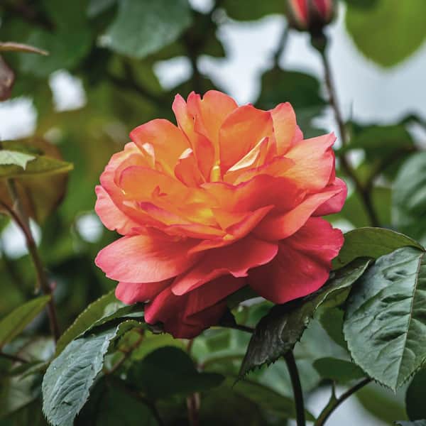 national PLANT NETWORK Bare Root Rose Arizona with Orange Flowers