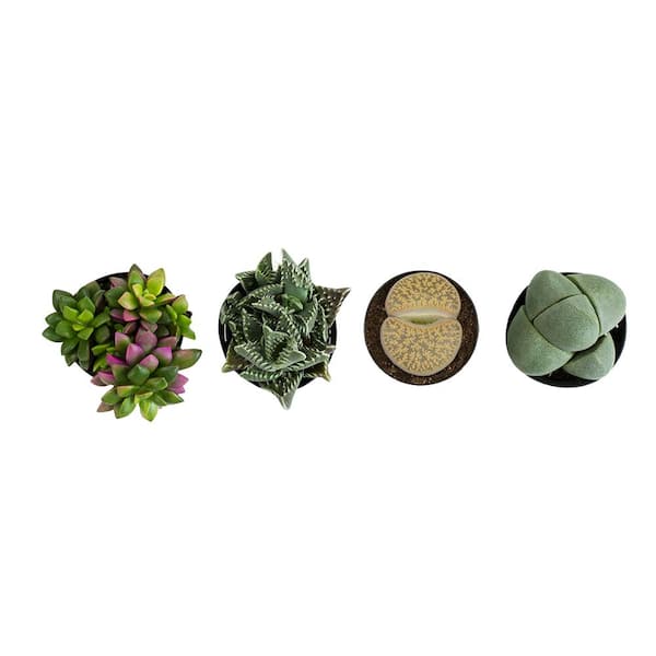 2.5IN Mimicry Assorted Succulent Live Plants (4-Pack) Altman Specialty Plants