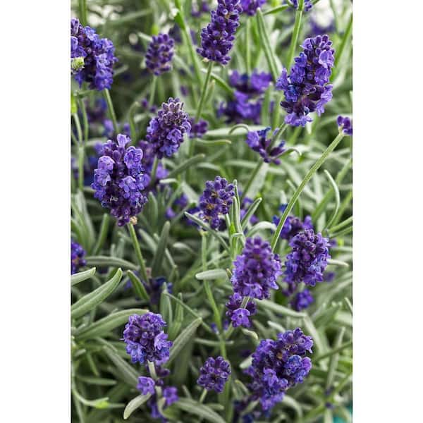 PROVEN WINNERS 0.65 Gal. Sweet Romance Lavender (Lavandula) Live Plant, Blue-Purple Flowers