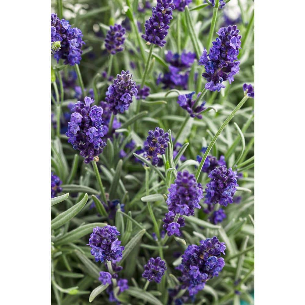 4.5 in. Qt. Sweet Romance Lavender (Lavandula) Live Plant, Blue-Purple Flowers price history on PriceWatchPro