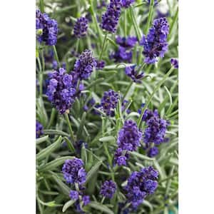 0.65 Gal. Sweet Romance Lavender (Lavandula) Live Plant, Blue-Purple Flowers