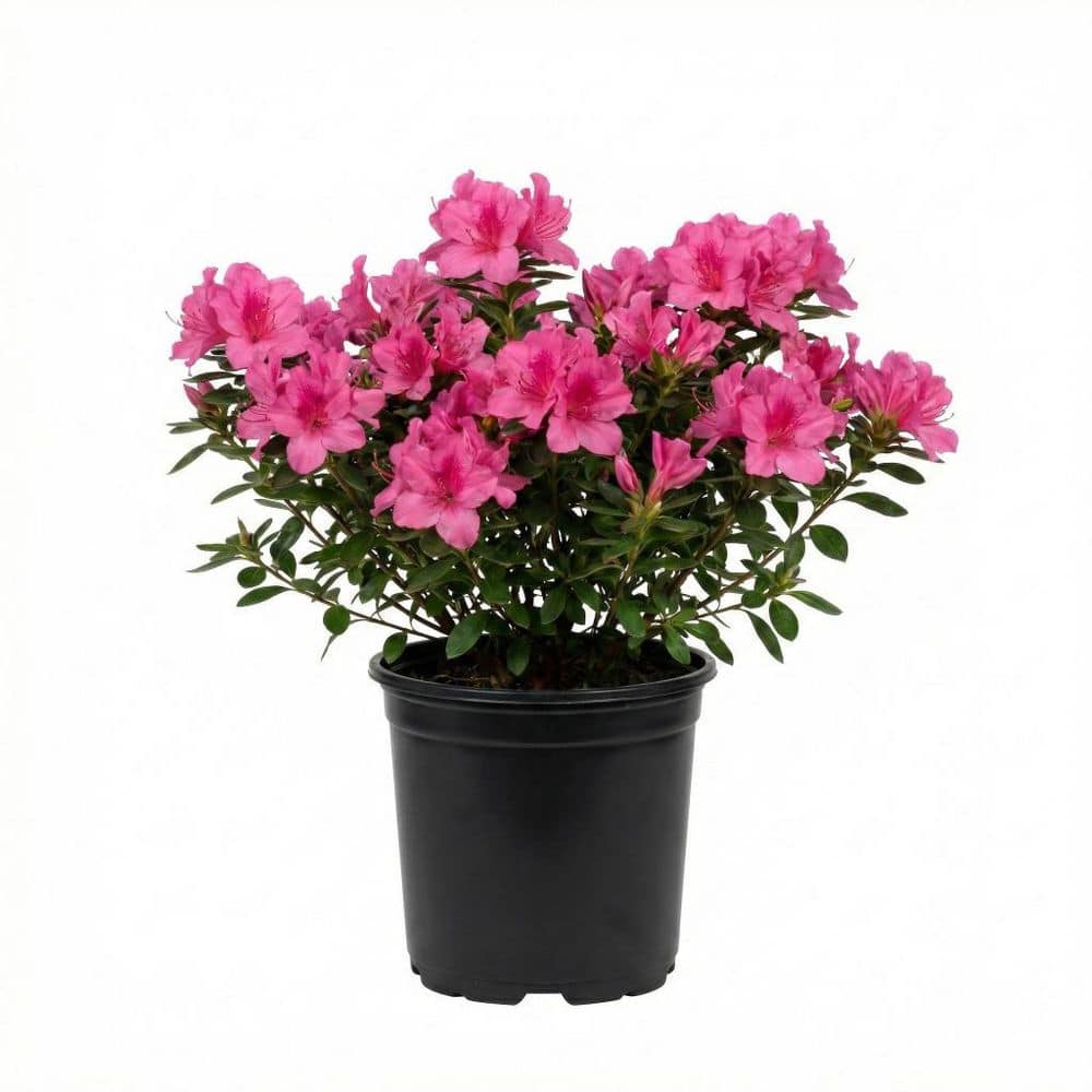 Azalea Pink #3 1013139202 - The Home Depot