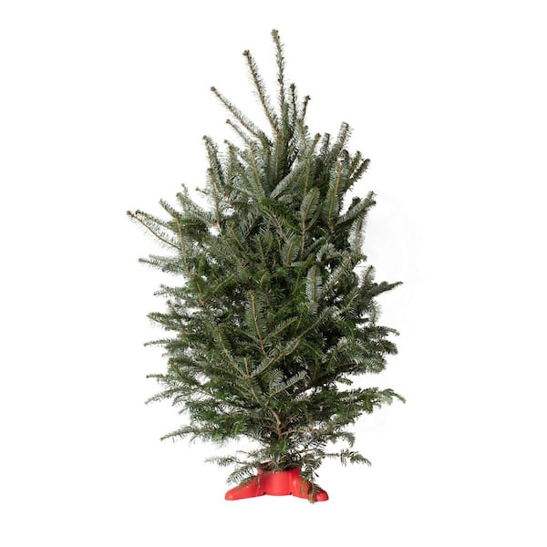 Home Accents Holiday 3.5 ft. to 4 ft. Freshly Cut Table Top Fraser Fir Christmas Tree with Stand