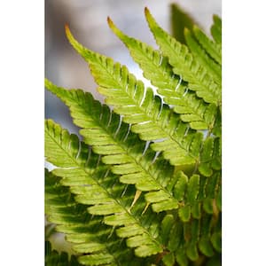 #5 1 Qt. Autumn Fern Perennial Plant