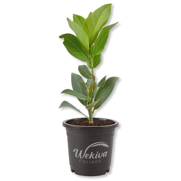 epipremnum plant Epipremnum aureum 'Green Queen'