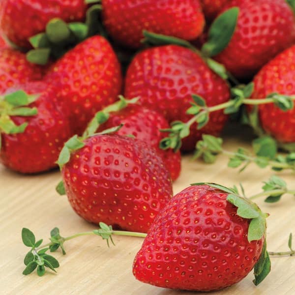 Ozark Beauty Strawberry Dormant Bare Root Fruit Bearing Starter Plants (25-Pack)