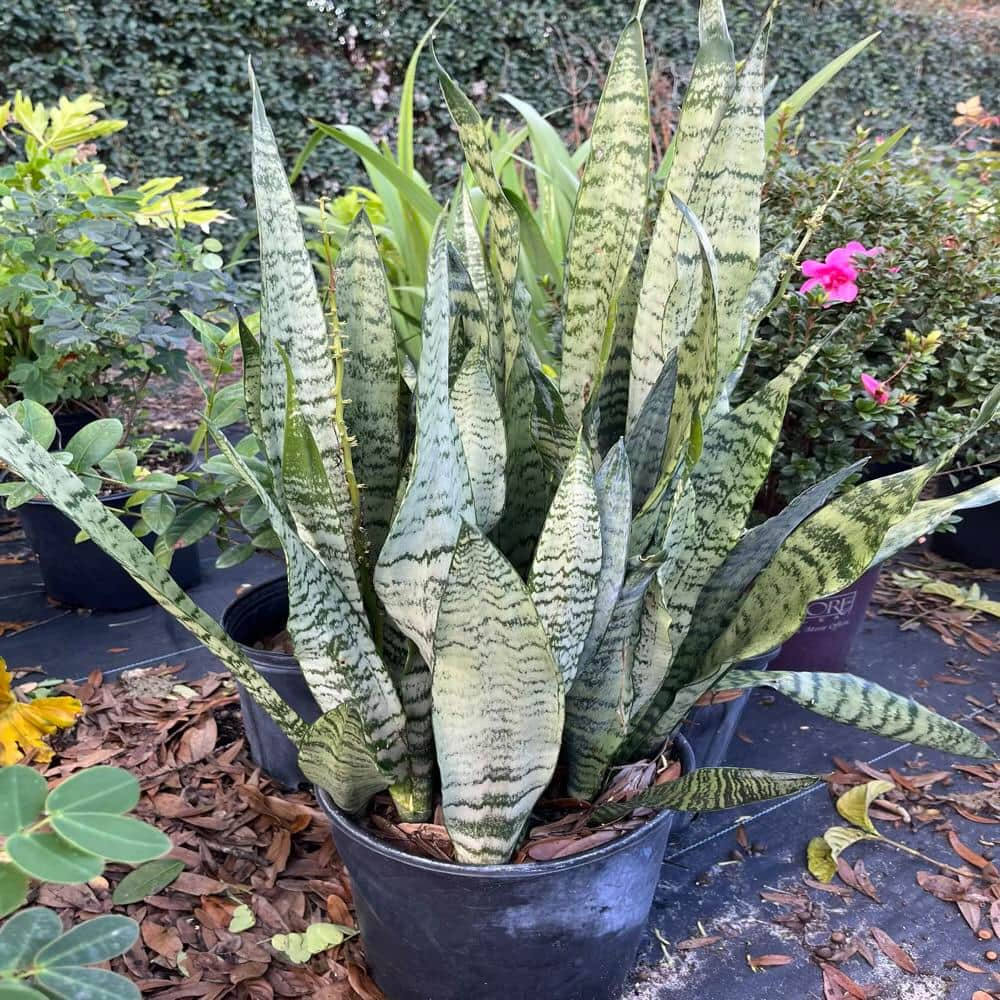 Reviews for OnlinePlantCenter Snake Plant (Sansevieria) in 10 in. Black ...