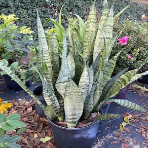 Snake Plant (Sansevieria) in 10 in. Black Nursery Pot