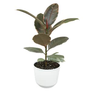 6 in. White Pot Variegated Ficus Ruby Rubber Tree Decorative House Plant Gift