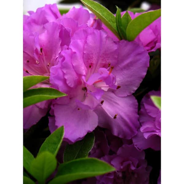 Unbranded 2 Gal. Azalea Elsie Lee Plant