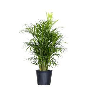 Areca Palm Live Dypsis lutescens Indoor Outdoor Houseplant in 10 in. Grower Pot 24 in. to 34 in. Tall