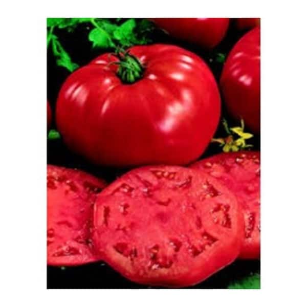 PROVEN WINNERS Heirloom Beefsteak Tomato, Live Plant, Vegetable, 4.25 in. Grande