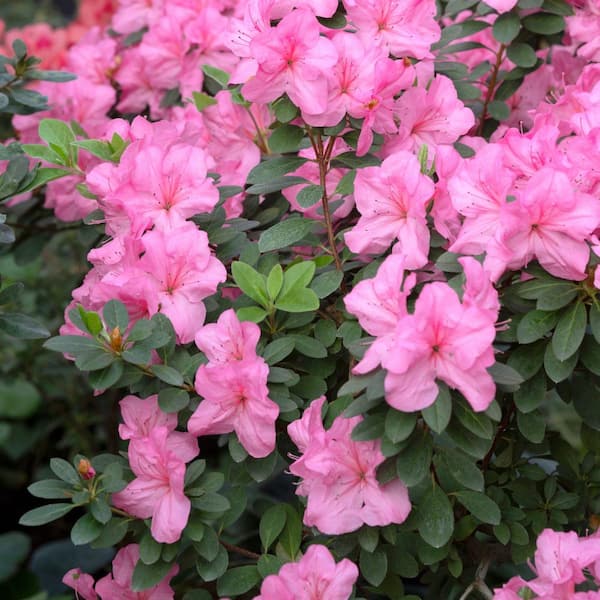 national PLANT NETWORK 4 in. Azalea FlorAmore Pink Shrub (3-Pack