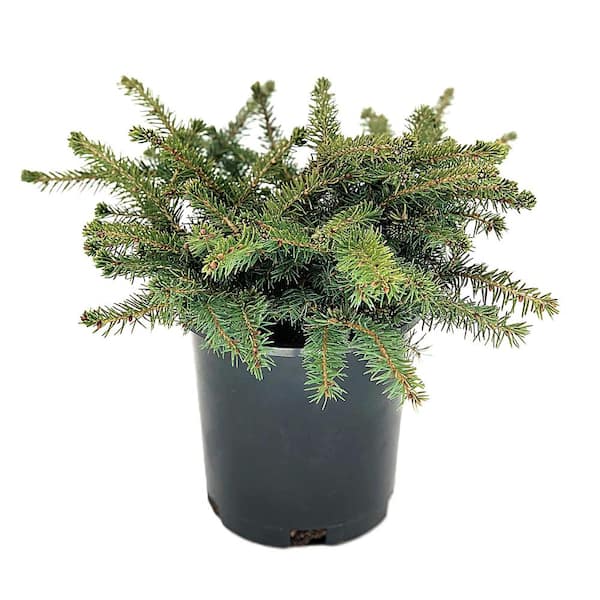 Unbranded 2.5 qt. Nest Spruce (Picea Abies Nidiformis) Evergreen Shrub (1-Each)