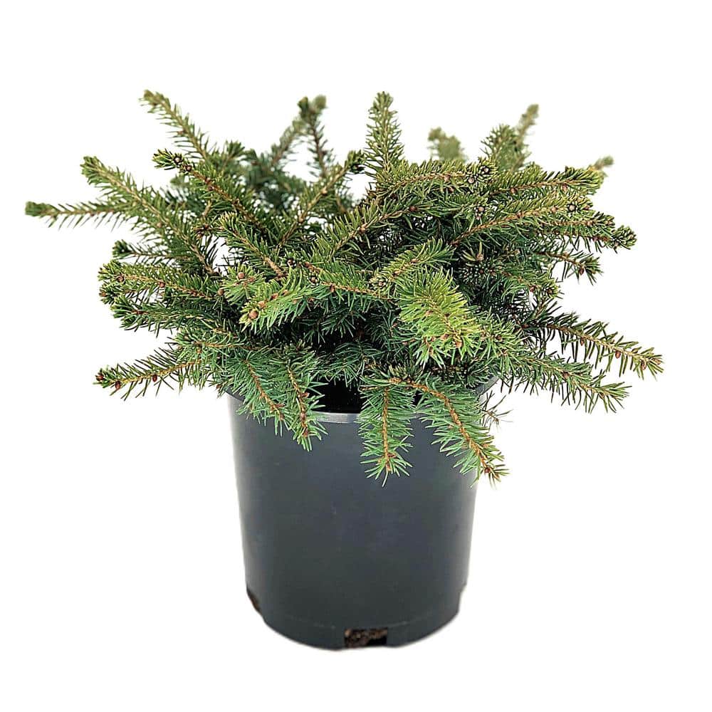 2.5 qt. Nest Spruce (Picea Abies Nidiformis) Evergreen Shrub (1-Each)